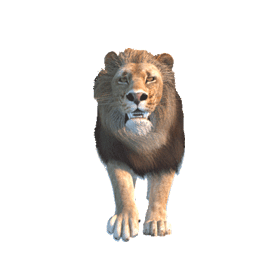 Gif animé lion attaque